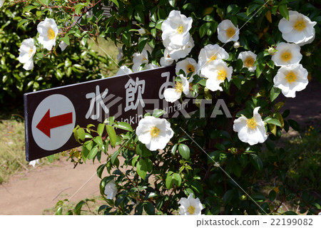 Guide board surrounded by flowers 22199082
