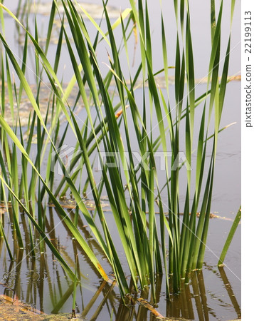 tropical wetland water plants, Typha angustifolia 22199113