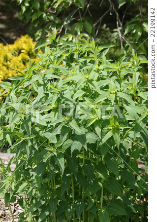 Monalda Monalda 22199142