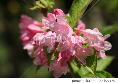 Taniugi's flower Taniugi's flower 22199370