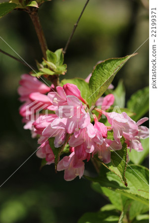 Taniugi's flower Taniugi's flower 22199371