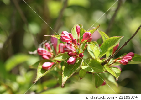 A bud of a raccoon dog 22199374