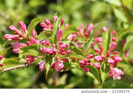 A bud of a raccoon dog A bud of a raccoon dog 22199375