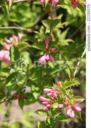 A bud of a raccoon dog A bud of a raccoon dog 22199376