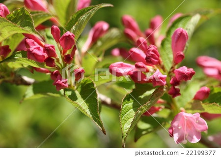 A bud of a raccoon dog A bud of a raccoon dog 22199377