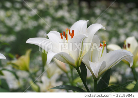 南瓜百合花 22199842