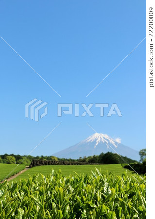 Fuji from the fresh green tea field Fuji from the fresh green tea field 22200009