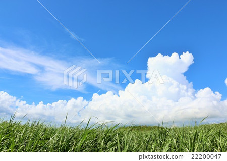 藍天和白色雲彩和甘蔗領域 22200047
