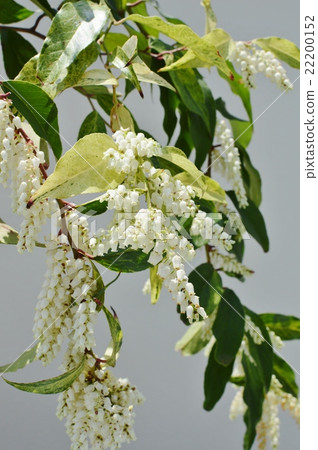 Iwananten Sei 22200152