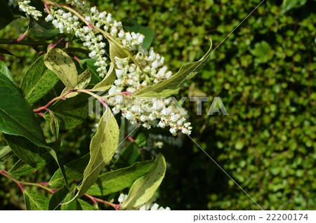 Iwananten Sei 22200174