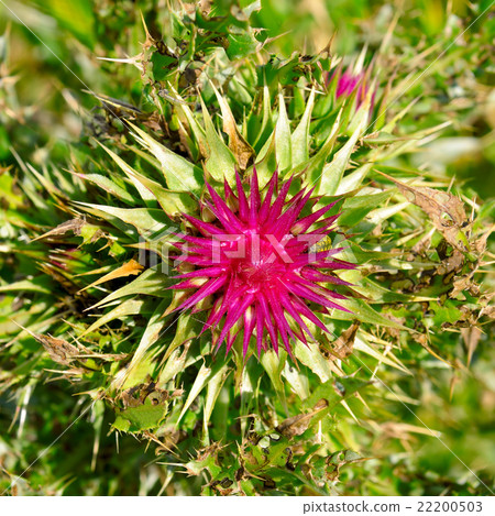 thistle flower on blurred green background 22200503