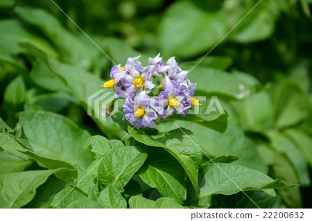 Potato flowers Potato flowers 22200632