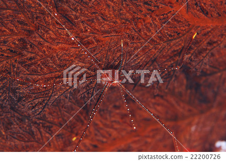 Hoshizora Walla shrimp Hoshizora Walla shrimp 22200726