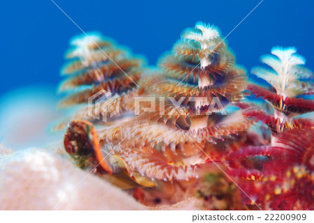 大旋鰓蟲 大旋鰓蟲 22200909