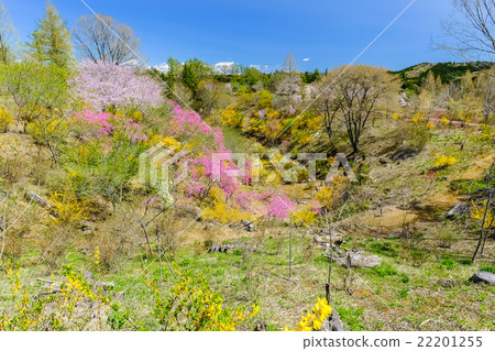 開花的山 22201255