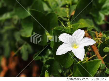 white ivy Gourd flower under bright sunlight 22201347