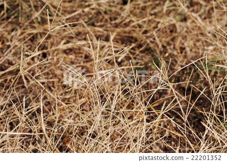light brown dried grass straw hay on earth floor light brown dried grass straw hay on earth floor 22201352