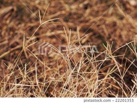light brown dried grass straw hay on earth floor light brown dried grass straw hay on earth floor 22201353