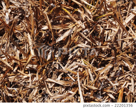 light brown dried grass straw hay on earth floor light brown dried grass straw hay on earth floor 22201356