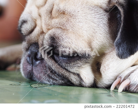 lovely happy white fat cute pug dog laying 22201472