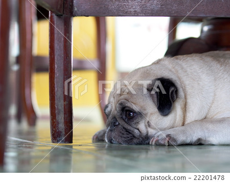 lovely happy white fat cute pug dog laying lovely happy white fat cute pug dog laying 22201478
