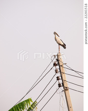 asian openbill large stork bird on electric pole 22201518