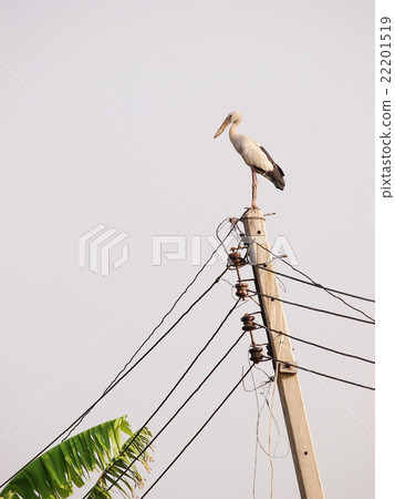 asian openbill large stork bird on electric pole 22201519