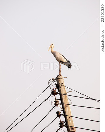 asian openbill large stork bird on electric pole 22201520
