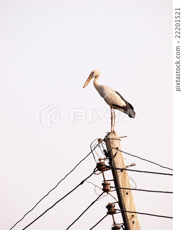 asian openbill large stork bird on electric pole asian openbill large stork bird on electric pole 22201521