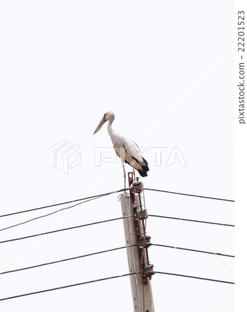 asian openbill large stork bird on electric pole 22201523