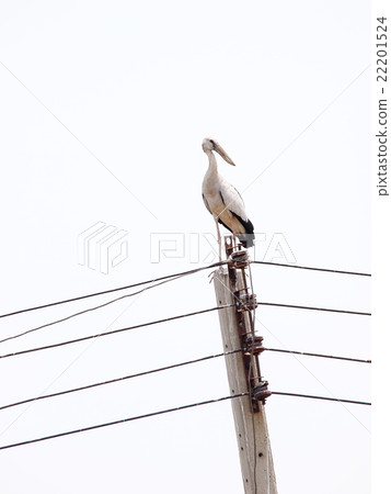 asian openbill large stork bird on electric pole 22201524