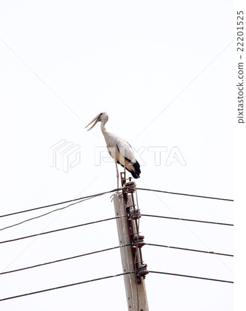 asian openbill large stork bird on electric pole 22201525