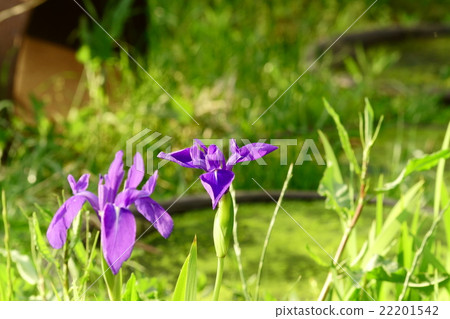 Pierotucidae of a water bottle (Yanuko, Tuuka) 22201542