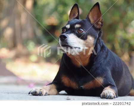 cute black fat lovely miniature pinscher dog cute black fat lovely miniature pinscher dog 22201742
