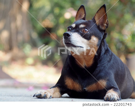 cute black fat lovely miniature pinscher dog cute black fat lovely miniature pinscher dog 22201743