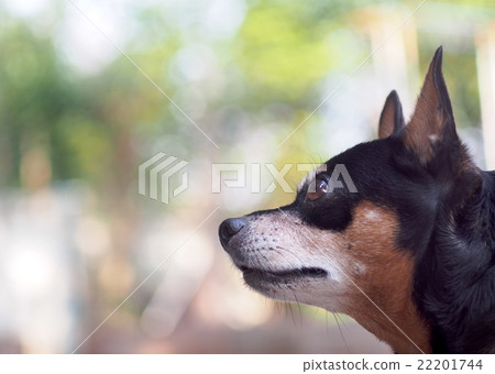 cute black fat lovely miniature pinscher dog  22201744