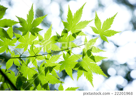 Green maple 22201968