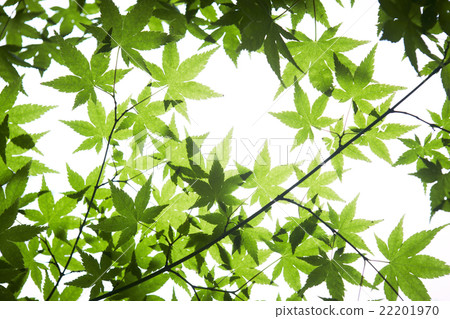 綠楓 22201970