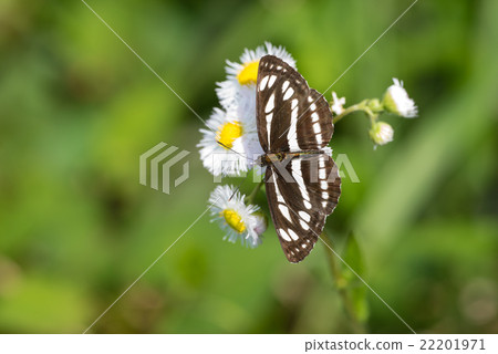 Commiseji和Himejoon Commiseji和Himejoon 22201971