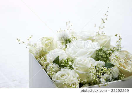 Rose flower box 22202239
