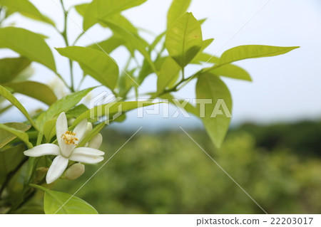 橙花（橙花） 22203017