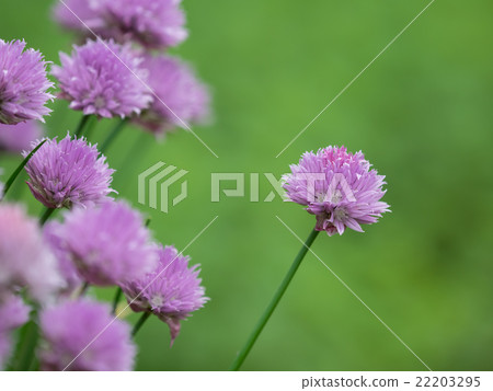 Red purple chives flowers 22203295