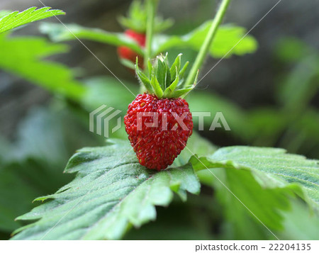 Strawberries 22204135