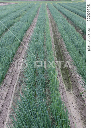 Field Field 22204608