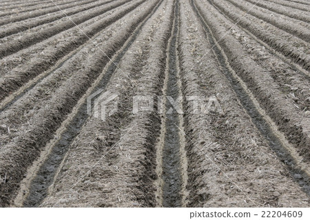 Field Field 22204609