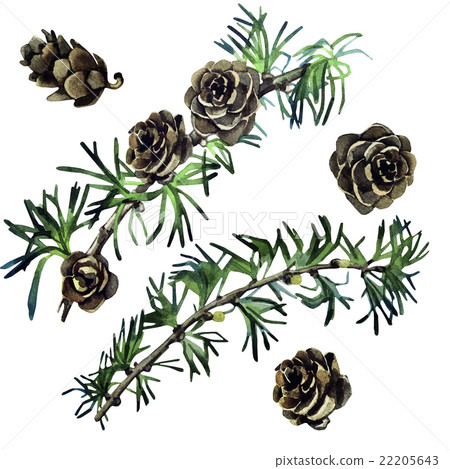 Watercolor larch cones and branches  22205643