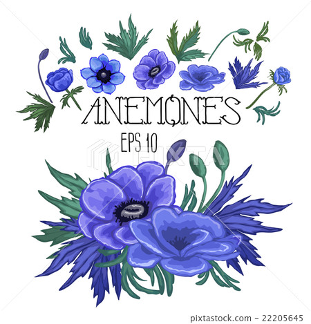 Collection of vector anemones 22205645