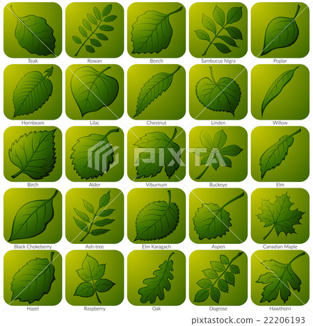 Icons with Leaves, Set 22206193