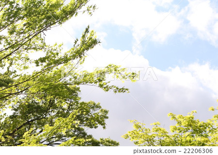 blue sky and green blue sky and green 22206306