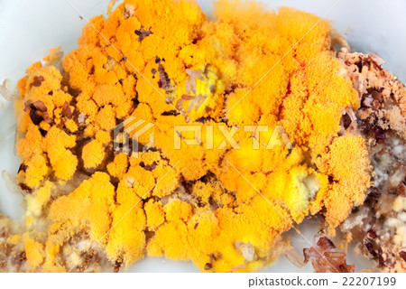 Mold growing rapidly on moldy rice 22207199